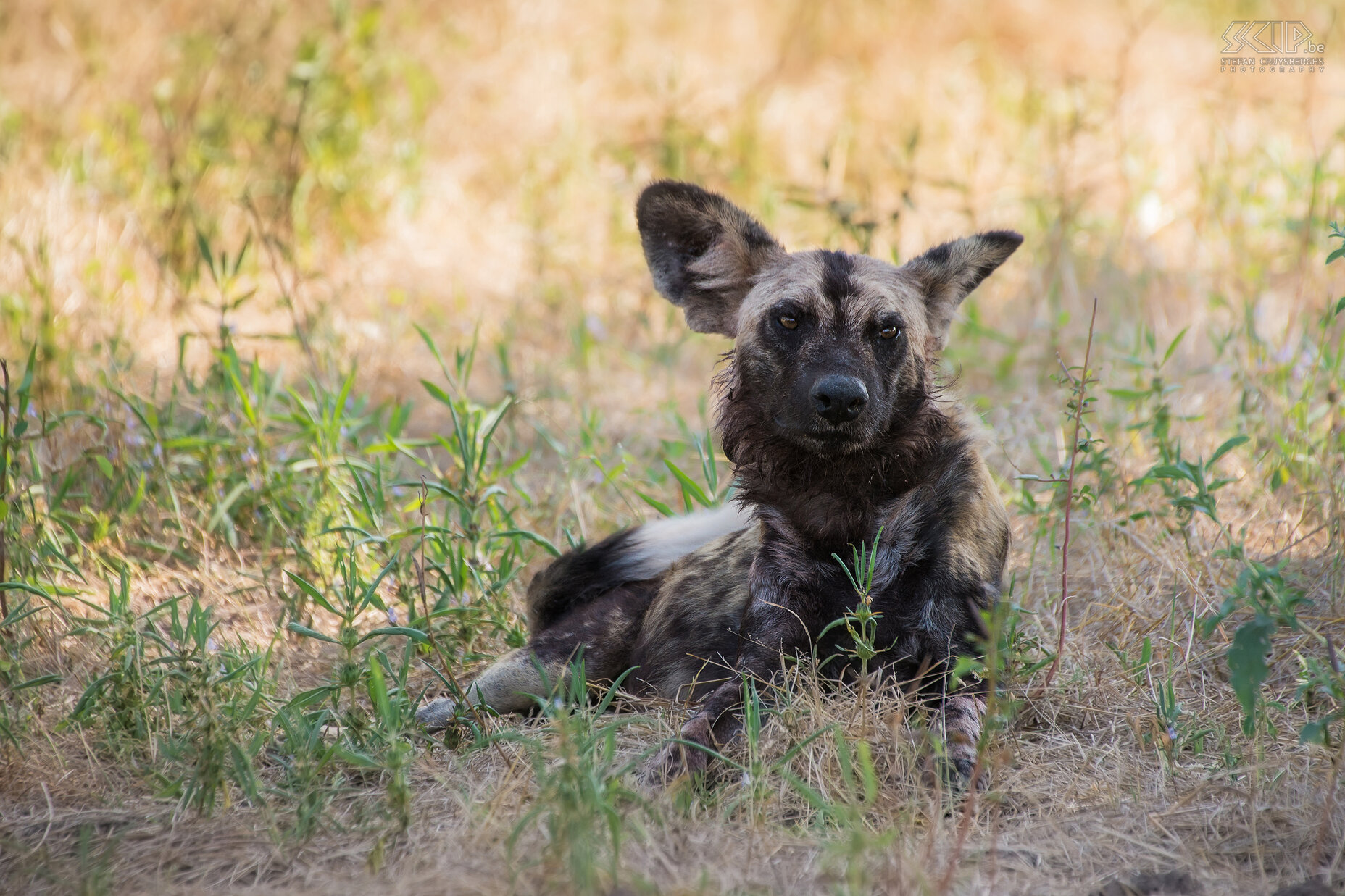 South Luangwa - Wilde hond Afrikaanse wilde honden (African wild dog, Lycaon pictus) zijn een bedreigde diersoort die enorme afstanden kan reizen. Ze hebben zeer sterke sociale banden en het zijn gespecialiseerde groep-jagers op middelgrote antilopen. Stefan Cruysberghs